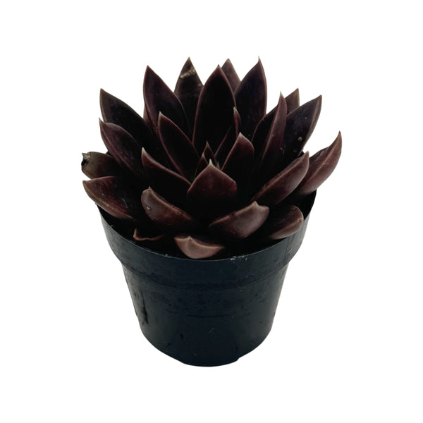 Echeveria Panthera