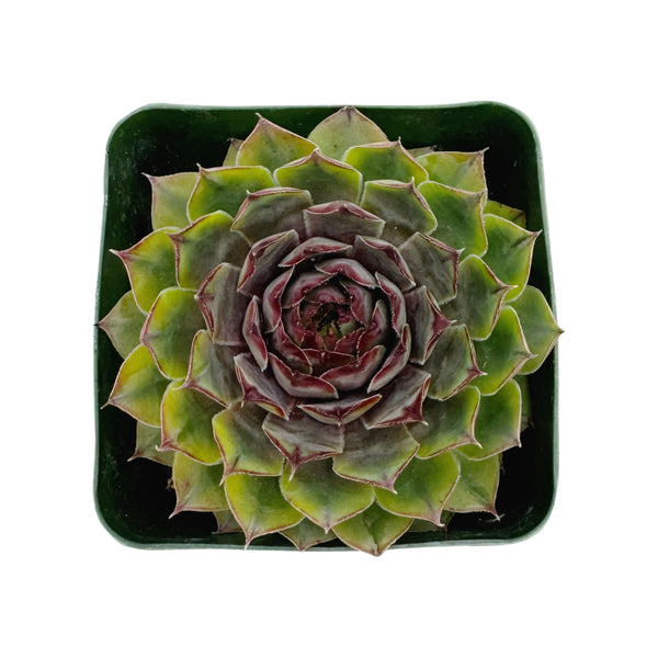 Sempervivum Blue Boy
