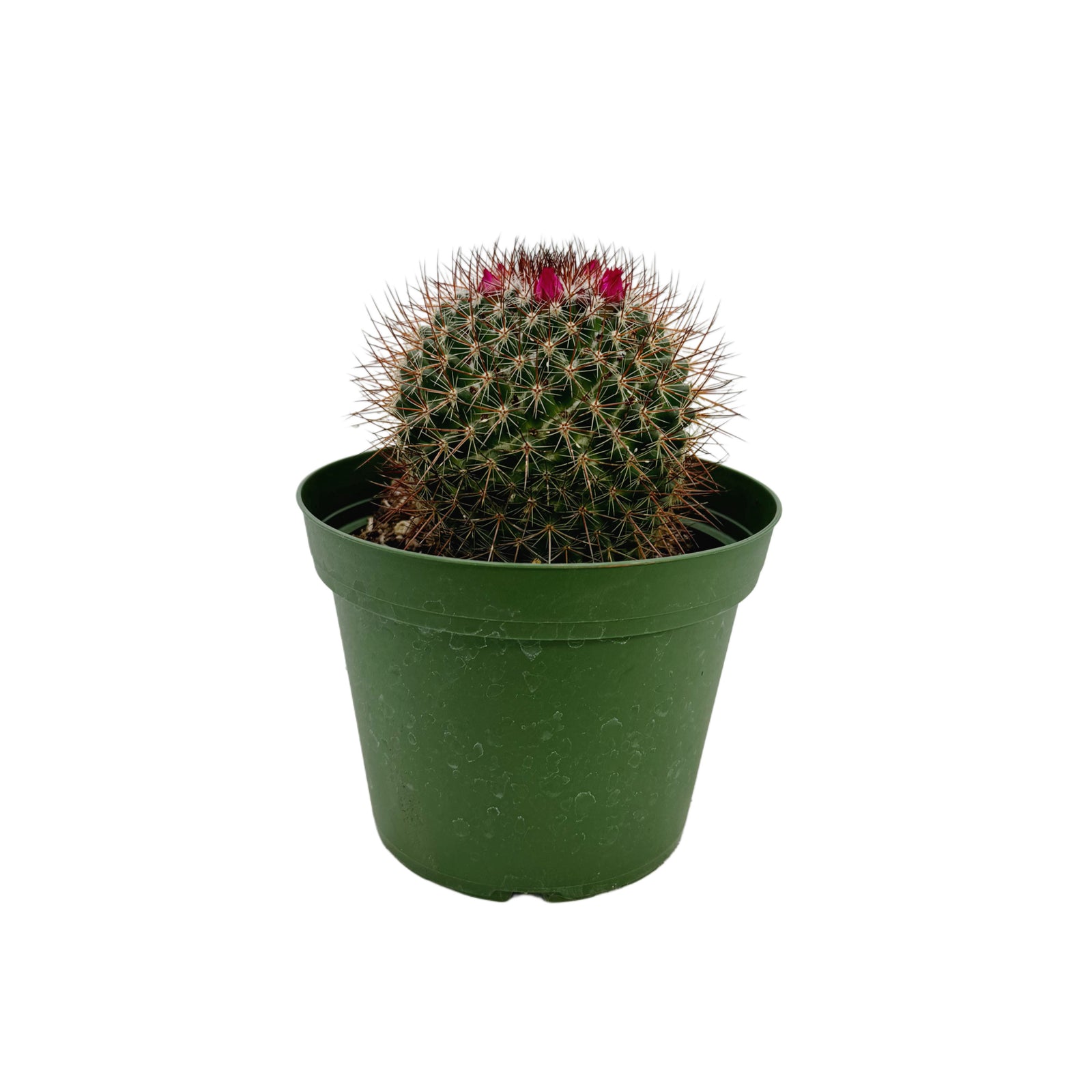 Mammillaria mystax – Lazy Gardens