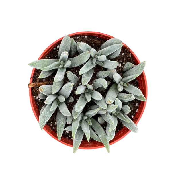 Crassula mesembryanthemoides 'Tenelli' - Lazy Gardens