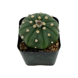 Astrophytum asterias | Sand dollar cactus cultivar ‘Nudem’ for sale by Lazy Gardens. USA grown. 