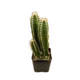Acanthocereus tetragonus | Fairy Castle Cactus - Lazy Gardens