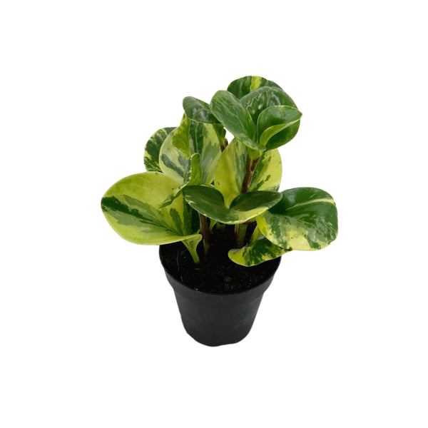 Peperomia Obtusifolia Variegata | Baby Rubber Plant Variegated - Lazy Gardens