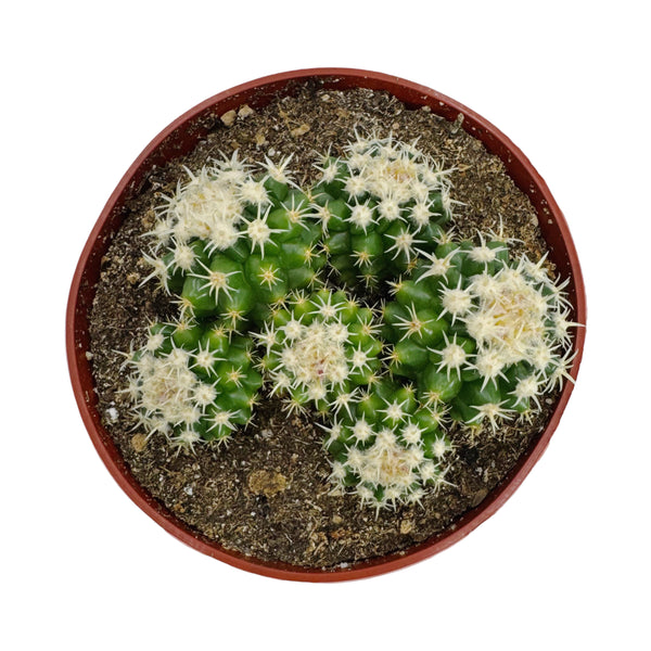 Echinocactus grusonii intermedius cluster | Short spined Golden Barrel Cactus Clusters