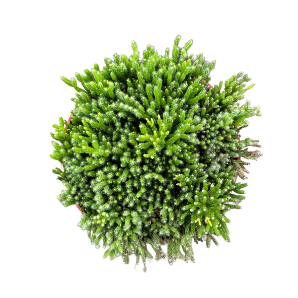 Rhipsalis pilocarpa | Jungle Cactus - Lazy Gardens
