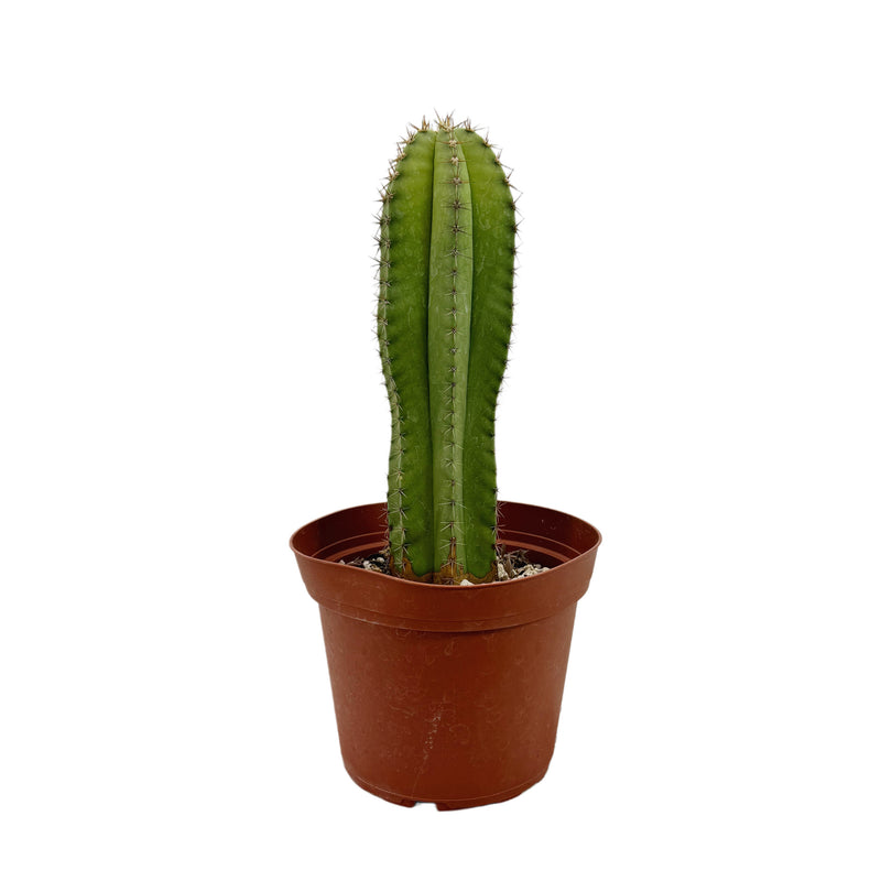 Stenocereus dumortieri | Candelabra Cactus - Lazy Gardens