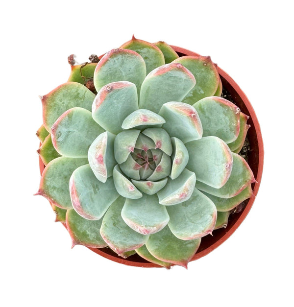 Echeveria Tippy - Lazy Gardens