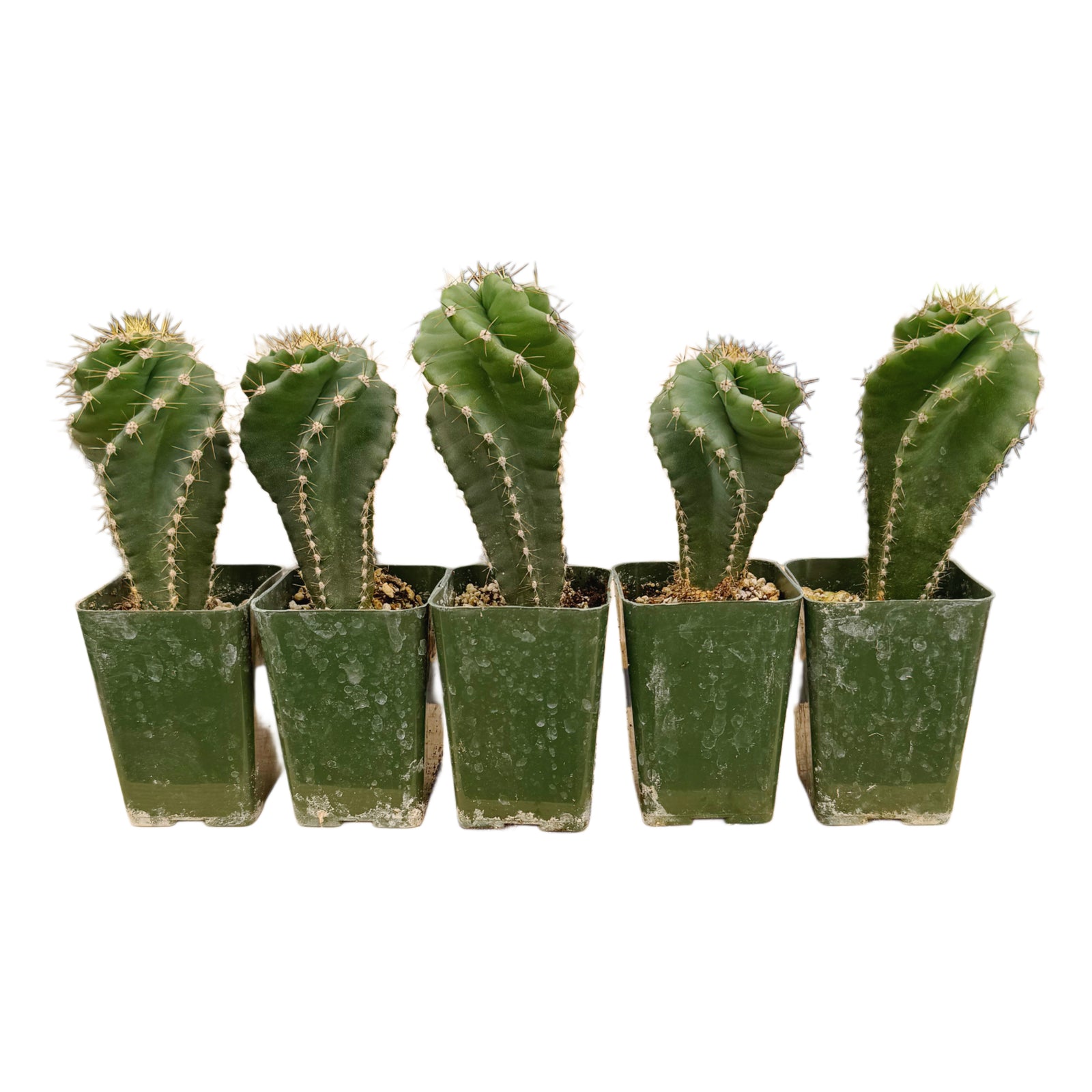 susan's succulents Cereus forbesii Spiralis