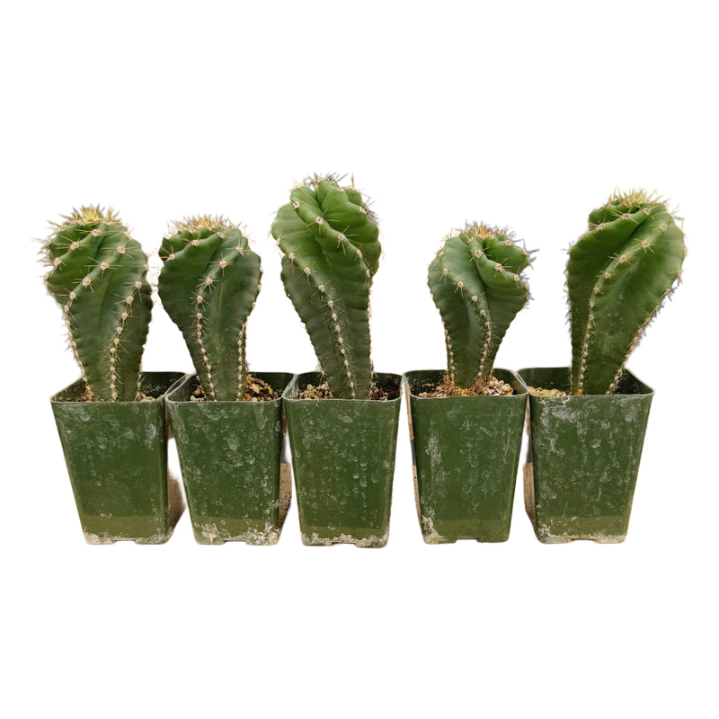 spiral plants in pots Cereus forbesii Spiralis