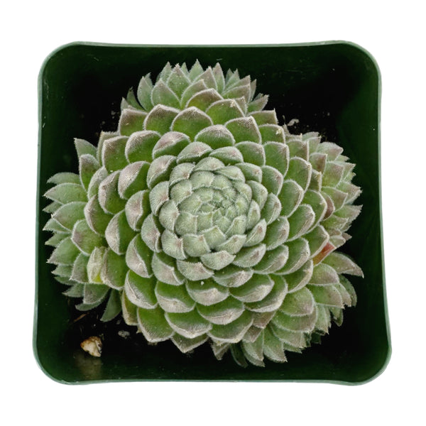 Sempervivum Sweet