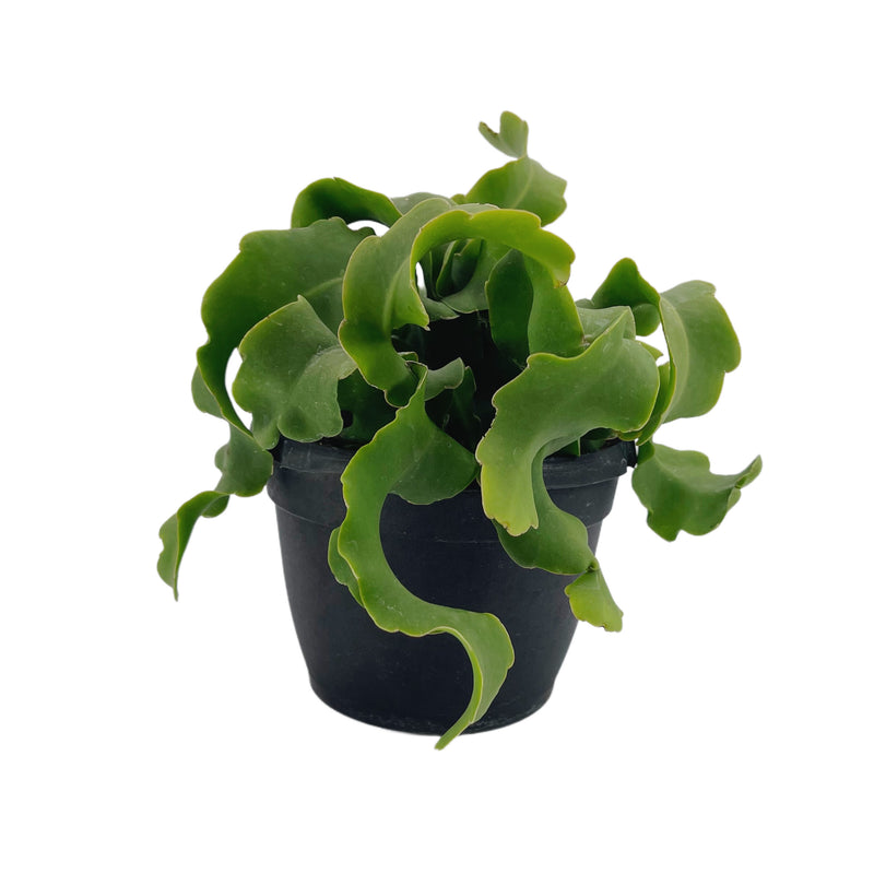 Epiphyllum Hybrid | Orchid Cactus - Lazy Gardens