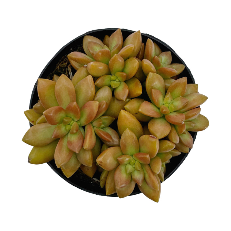 gold pot succulent Sedum Gold Dust