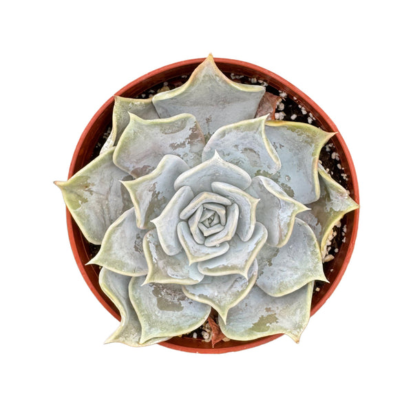 Echeveria Lilacina - Lazy Gardens