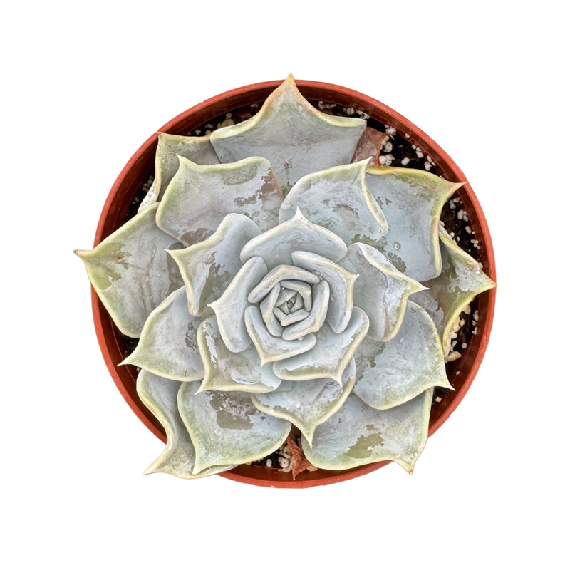Echeveria Lilacina - Lazy Gardens