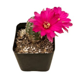 Echinopsis chamaecereus | Peanut Cactus - Lazy Gardens