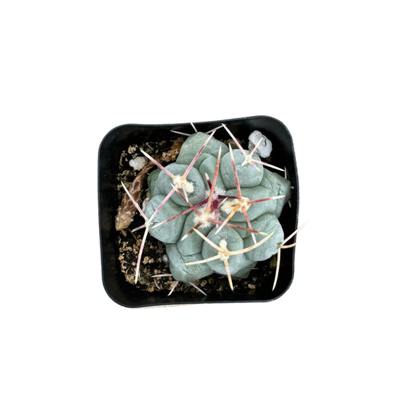 Thelocactus hexaedrophorus - Lazy Gardens