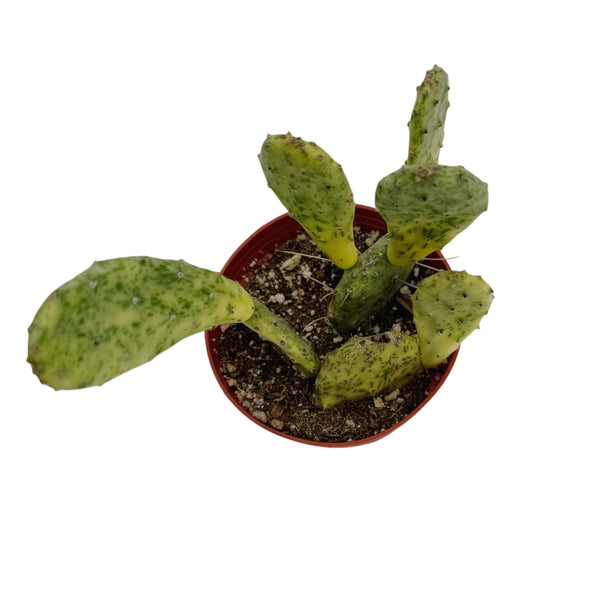 Opuntia Sunburst | Sunburst Prickly Pear