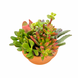 The Lazy Gift | Effortless Succulent Arrangement