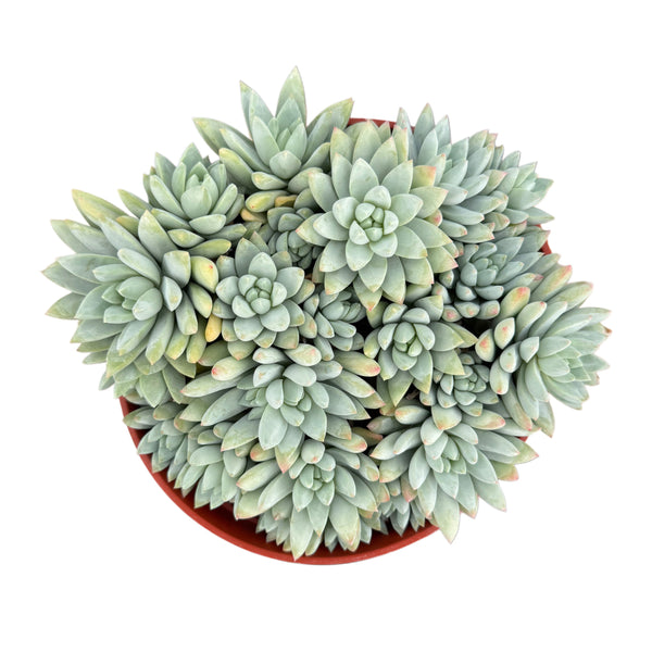 Sedeveria Blue Burrito - Lazy Gardens