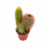 The Lazy Gift | Effortless Succulent Arrangement