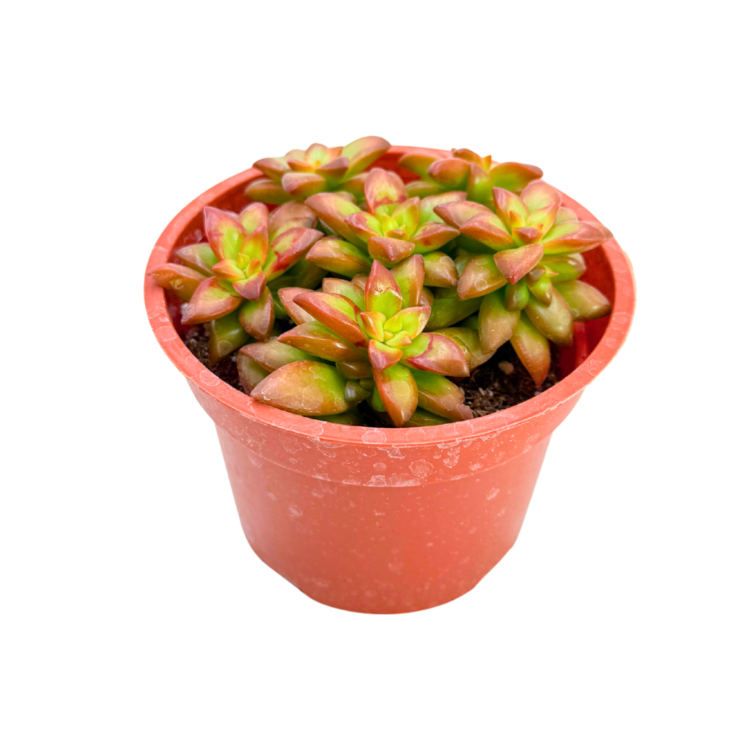 sedum adolphii firestorm succulent Sedum Adolphi