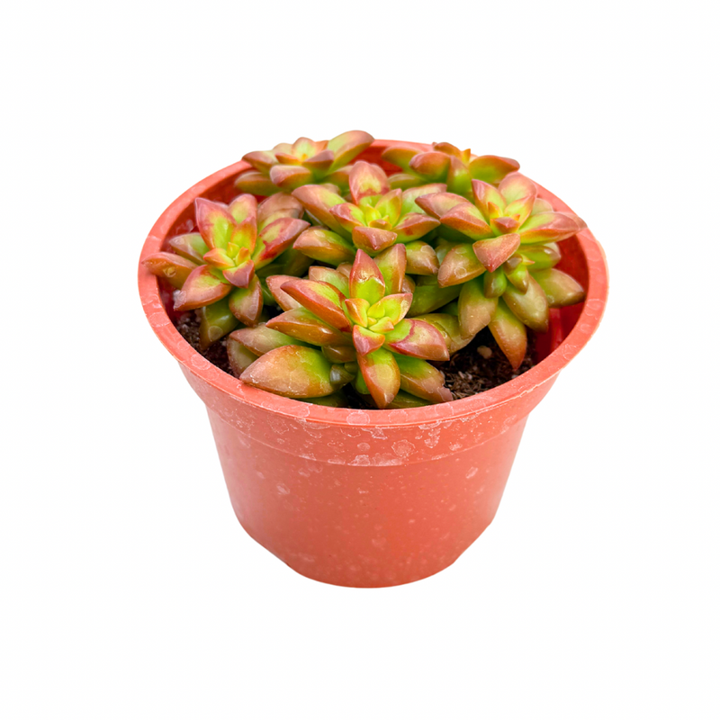 sedum adolphii succulent Sedum Adolphi