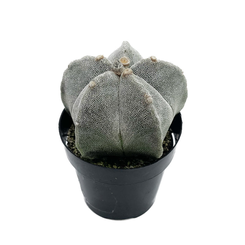 bishop's cap succulent Astrophytum myriostigma