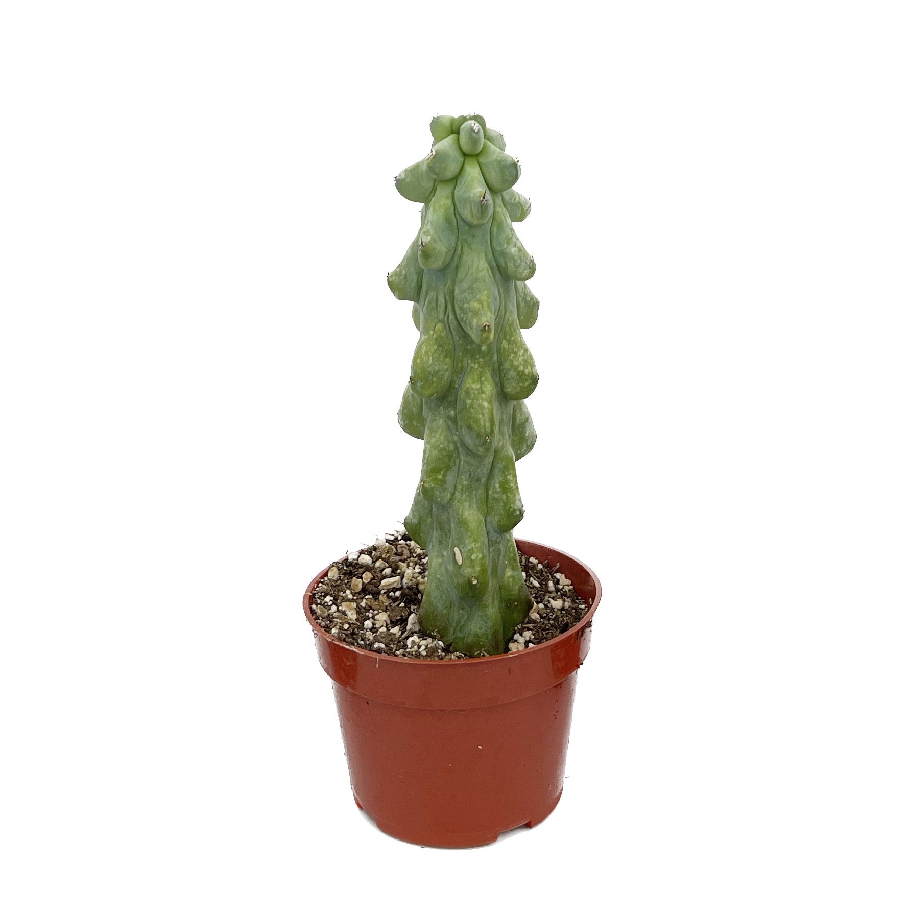 Myrtillocactus geometrizans Fukurokuryuzinboku