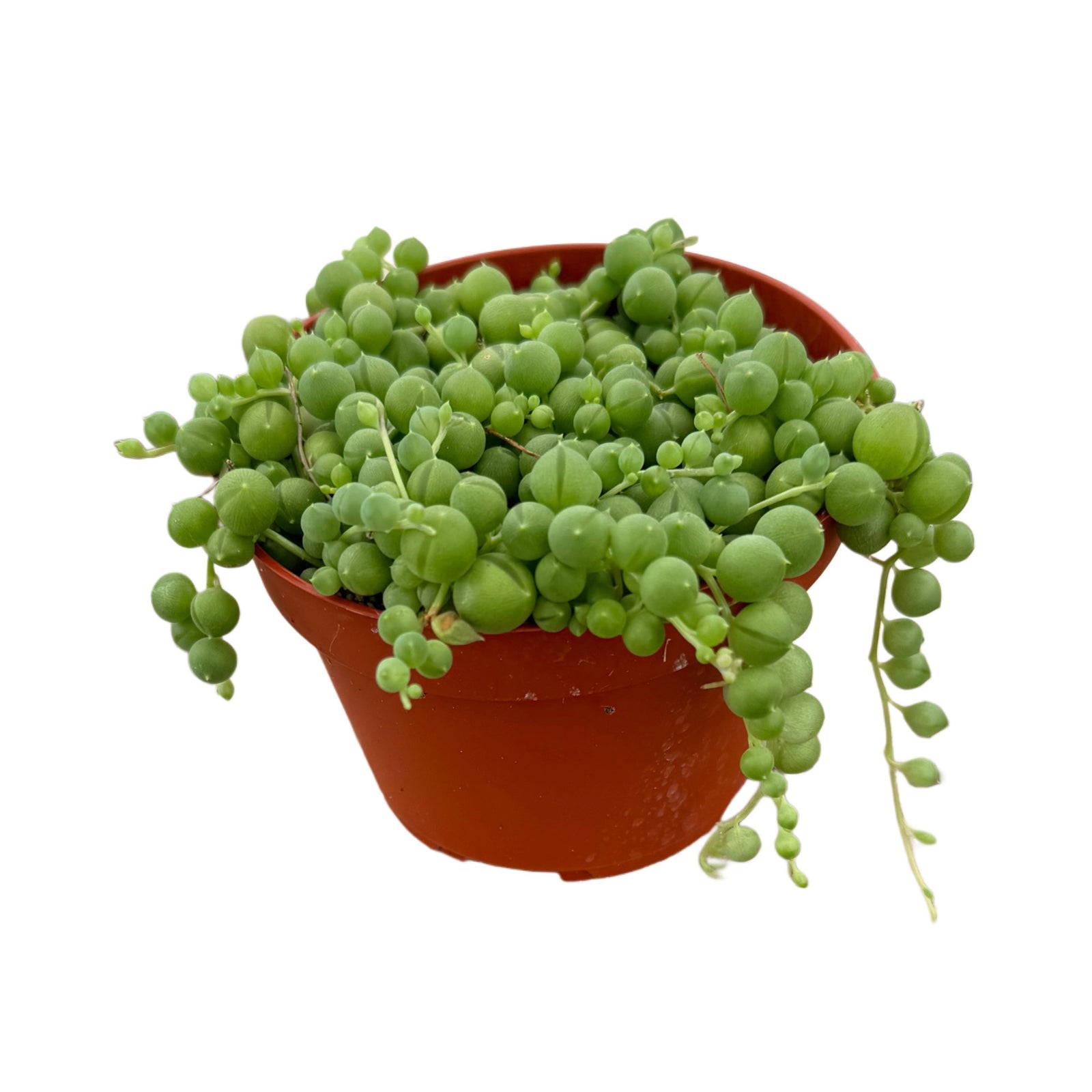 pearls succulent Senecio Rowleyanus