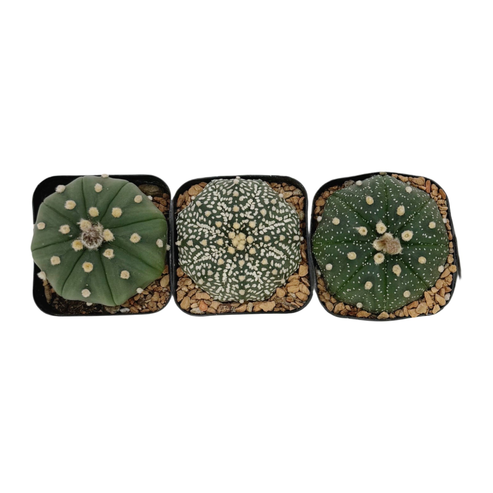 sand dollar succulent Astrophytum asterias