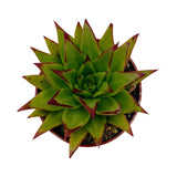 Echeveria Agavoides | Red Lipstick Plant