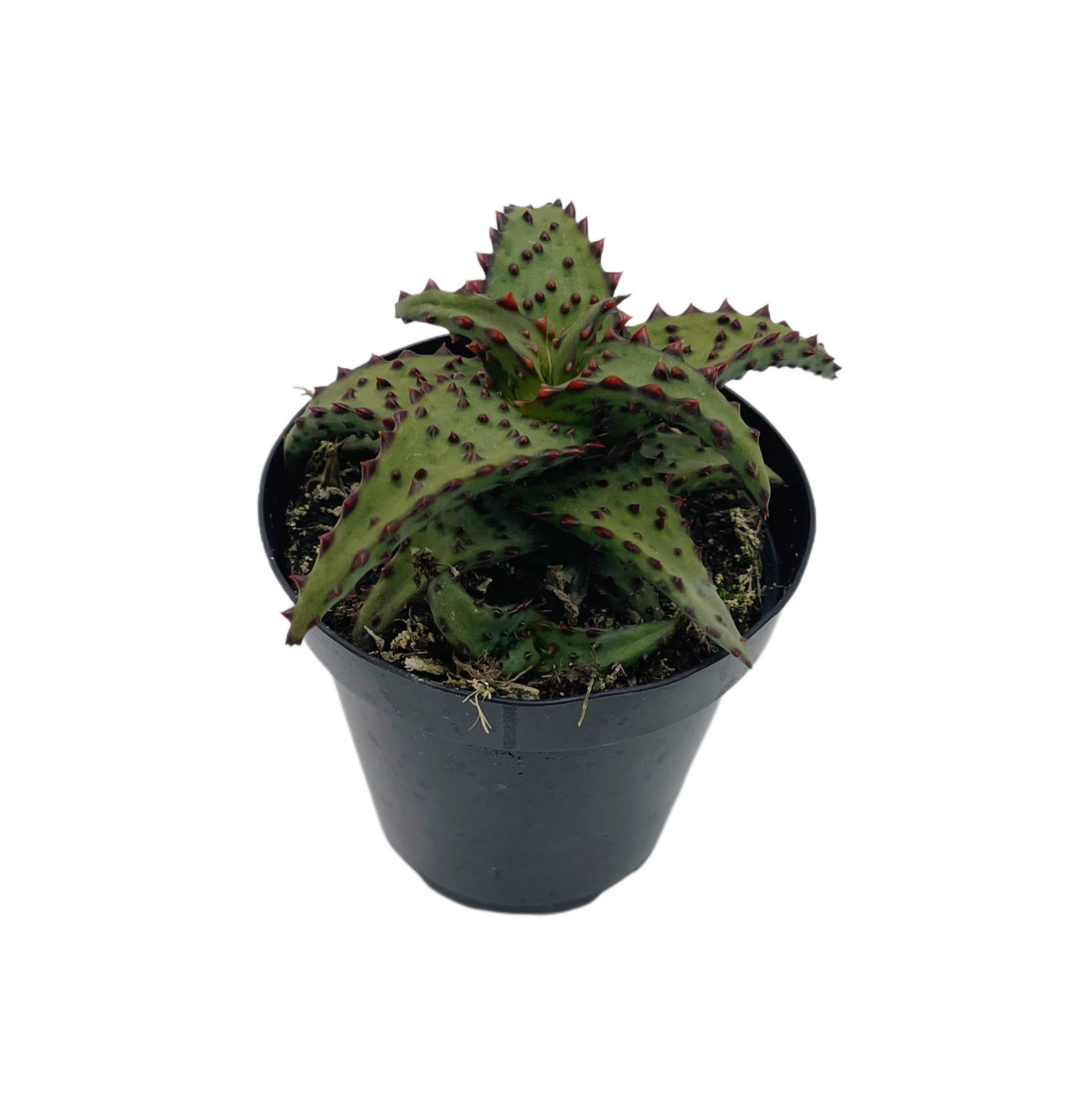 Aloe Castilloniae | Rare Aloes – Lazy Gardens