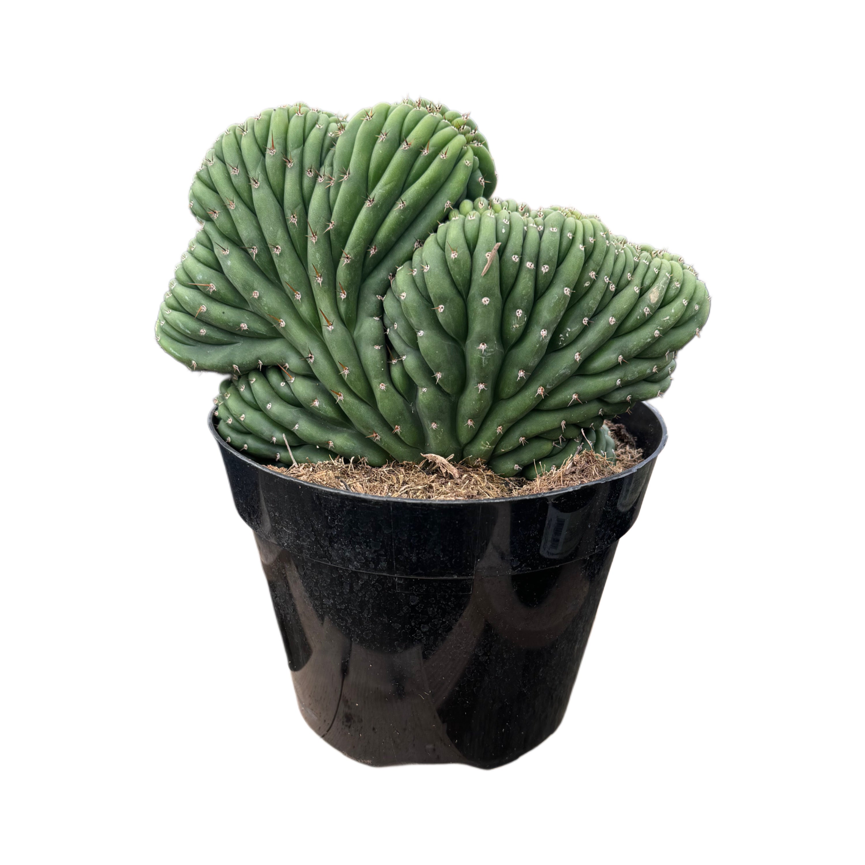 san pedro crested cactus Trichocereus Cristata