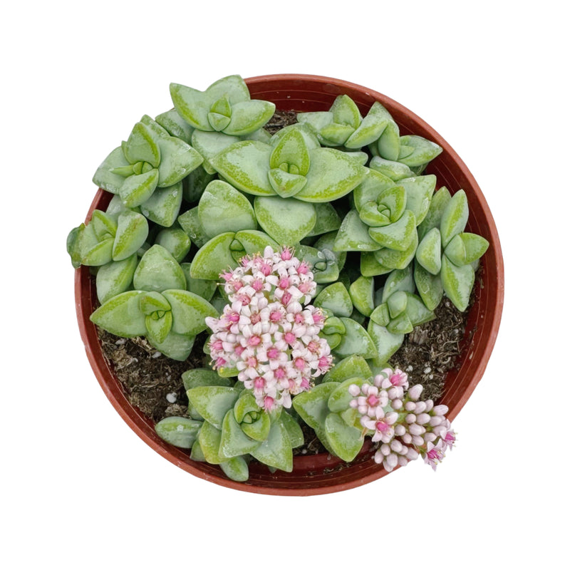 Crassula Rupestris | Rosary Vine - Lazy Gardens