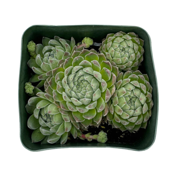 Sempervivum Sugar