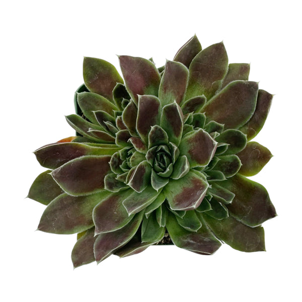 Sempervivum heuffelii ‘Farao’