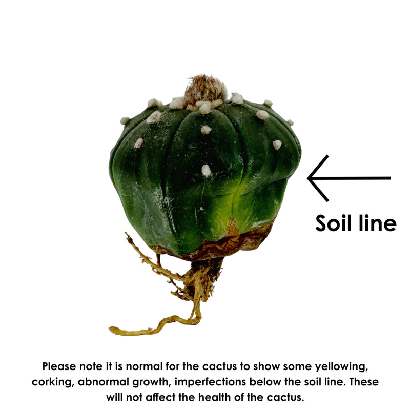 Astrophytum asterias | Sand Dollar Cactus