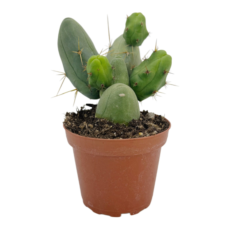 Trichocereus bridgesii monstrose | Penis Cactus
