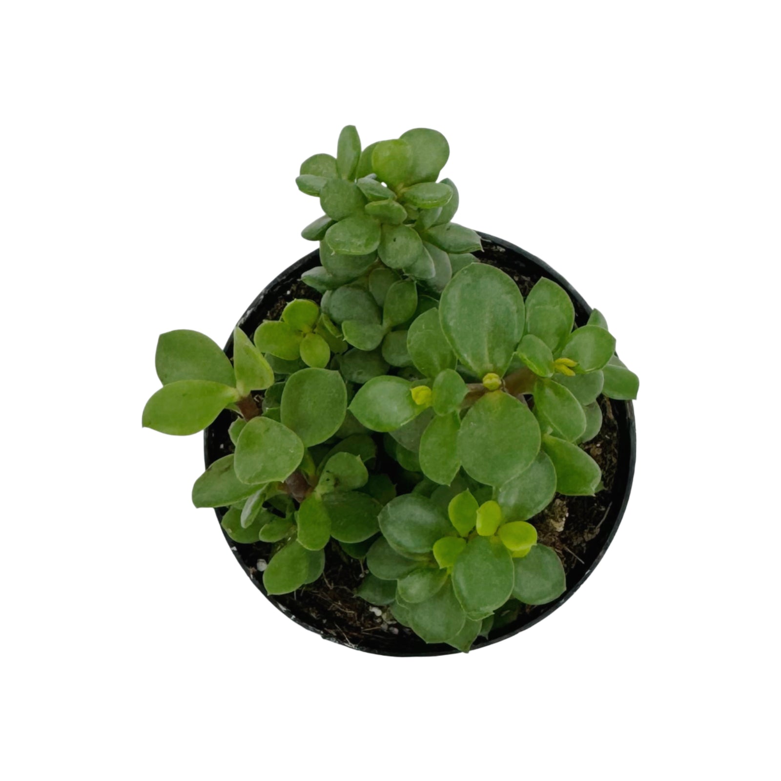 lilliput portulacaria afra Portulacaria afra minima Lilliput