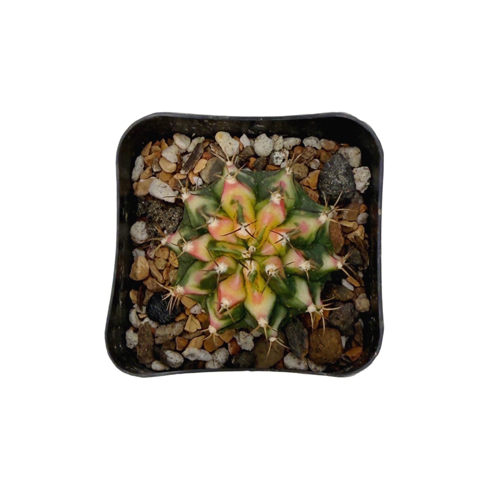 Gymnocalycium mihanovichii variegata