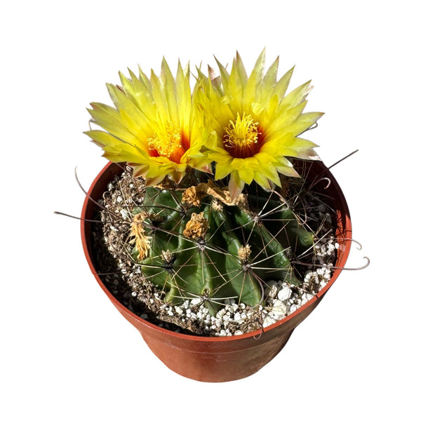 Ferocactus emoryi | Emory's Barrel Cactus - Lazy Gardens