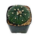 Astrophytum asterias | Sand dollar cactus cultivar ‘Spotted’ for sale by Lazy Gardens. USA grown. 
