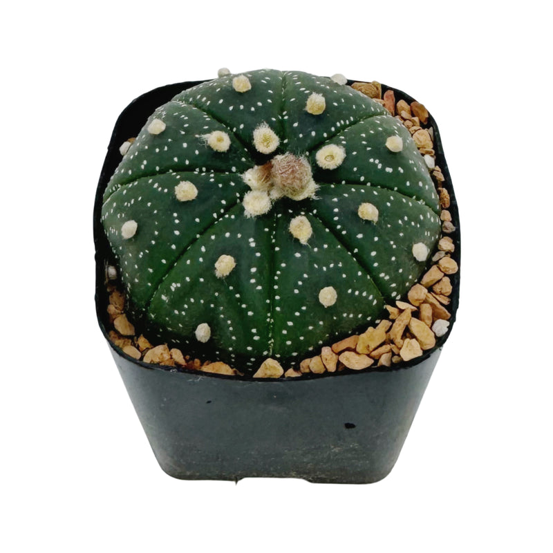 Astrophytum asterias | Sand dollar cactus cultivar ‘Spotted’ for sale by Lazy Gardens. USA grown. 