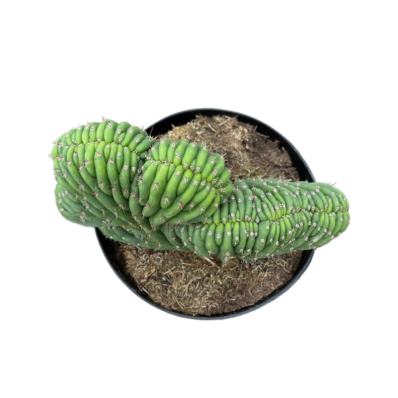 san pedro cactus crested Trichocereus Cristata
