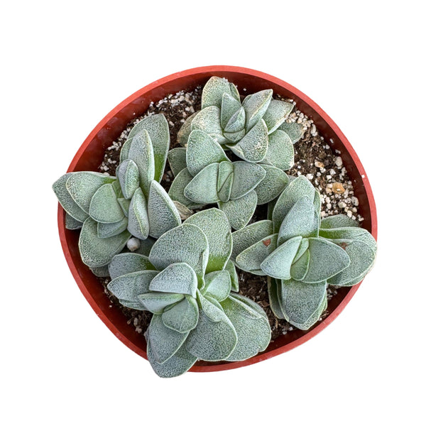 Crassula Silver Springtime - Lazy Gardens