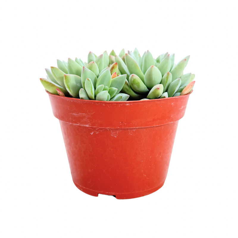 blue burrito succulent care Sedeveria Blue Burrito – Lazy Gardens