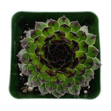 Sempervivum Reinhardt