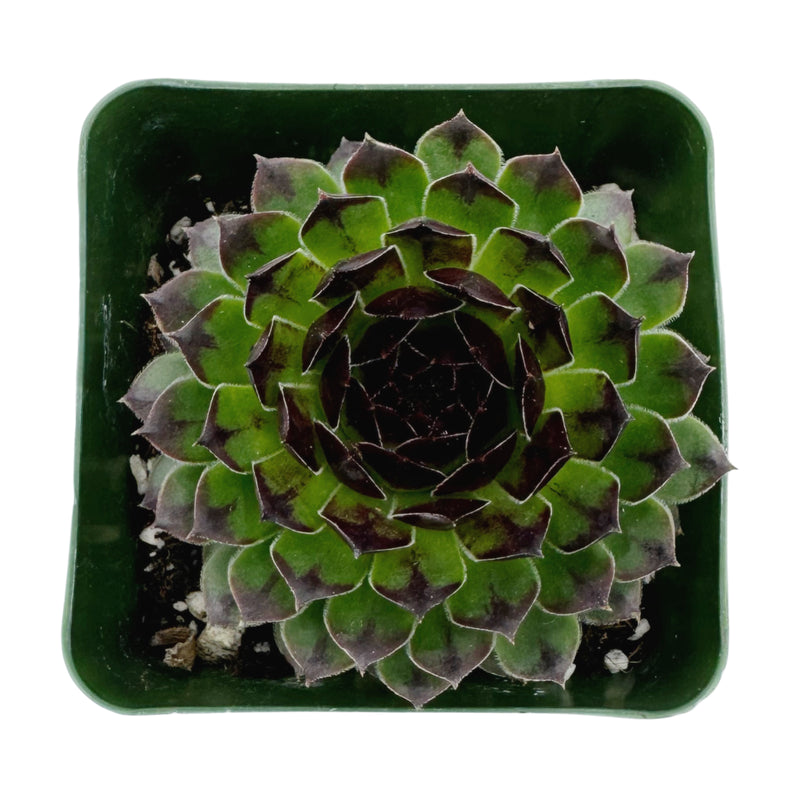 Sempervivum Reinhardt