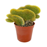 Cleistocactus winteri cristata | Crested Golden Rat Tail Cactus