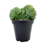 Myrtillocactus Geometrizans Cristata | Blue Candle Crest Cactus